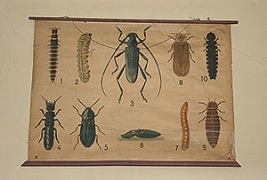 Colección entomológica